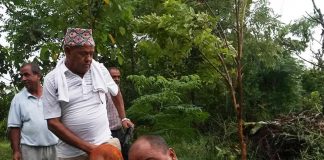 वीपी बाटिकामा बृक्षारोपण