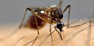डेङ्गुबाट एक जनाको मृत्यु
