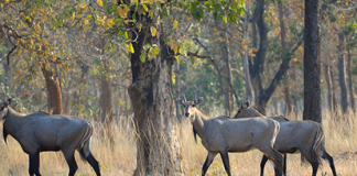 जंगली जनावरले किसानलाई दुख दियो