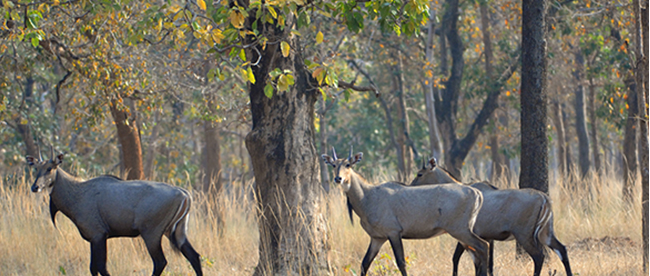जंगली जनावरले किसानलाई दुख दियो