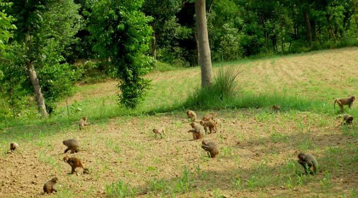 बादर आतंक बढ्दो, अन्नबाली सखाप