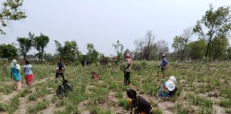 गैंडाटारको अतिक्रमित क्षेत्रमा वन कार्यालयद्वारा बृक्षारोपण