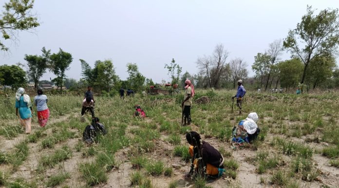 गैंडाटारको अतिक्रमित क्षेत्रमा वन कार्यालयद्वारा बृक्षारोपण