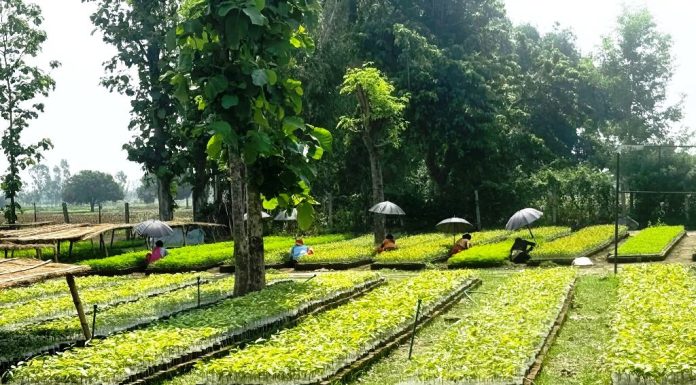 वन संरक्षणका लागी विरुवा उत्पादन र वितरण गर्दै वन कार्यालय