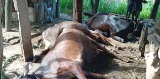 गोठमा मरे ४ गाई , खरेल परिवार तनाबमा