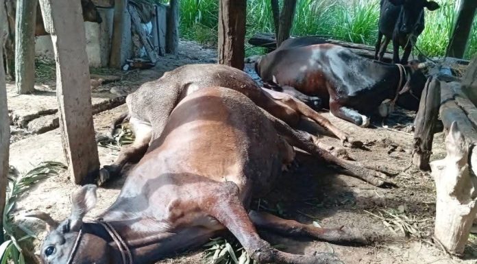 गोठमा मरे ४ गाई , खरेल परिवार तनाबमा