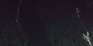 रौतहटमा मोटरसाइकल दुर्घटना: श्रीमान श्रीमतीको मृत्यु